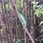 Caméléon Madagascar